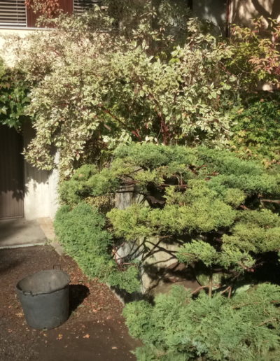 Taille de formation et entretien de Juniperus (Genévrier) par votre paysagiste à Murten