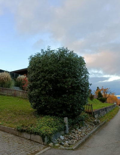 Résultat après taille d'entretien d'un Laurier Sauce (Laurus nobilis) : forme équilibrée et jardin soigné