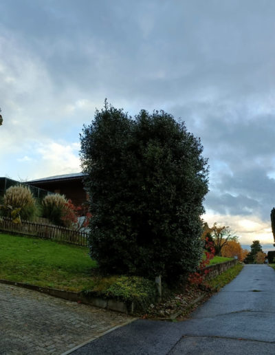 Taille de structure sur Laurier Sauce (Laurus nobilis) avant entretien à Estavayer