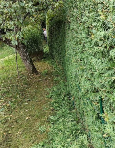 Taille de haie à Bulle