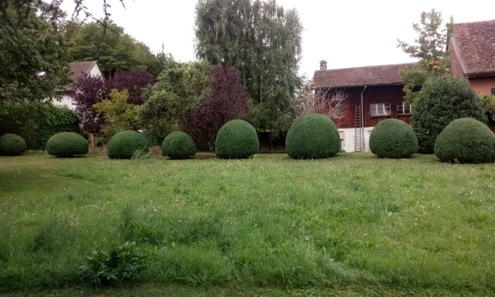 Taille ornementale de buissons en boule