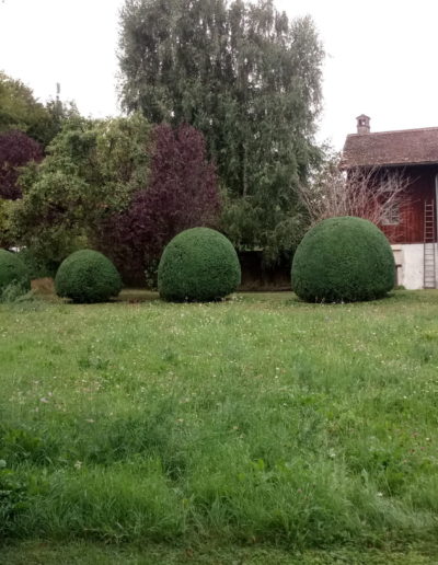 Taille ornementale de buissons en boule