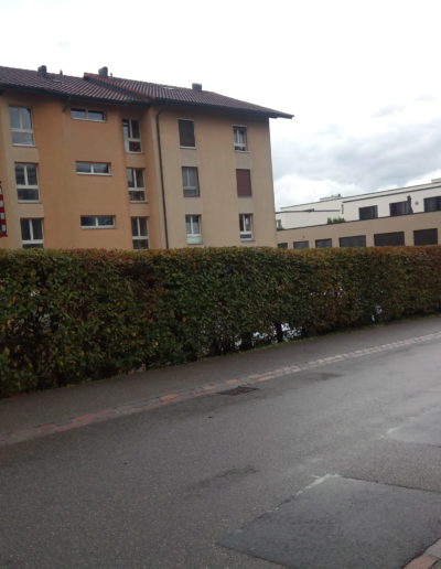 Taille et entretien de haie vive pour gérances et PPE à Avenches et dans la Broye