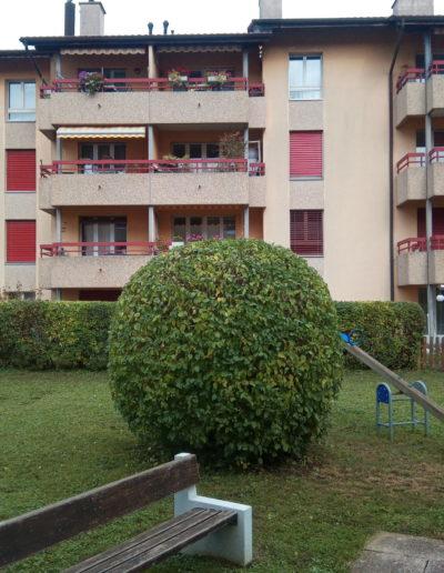 Taille et entretien de haie vive pour gérances et PPE à Avenches et dans la Broye