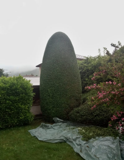 Taille de haie de Thuya occidentalis et entretien de clôtures végétales à Avenches