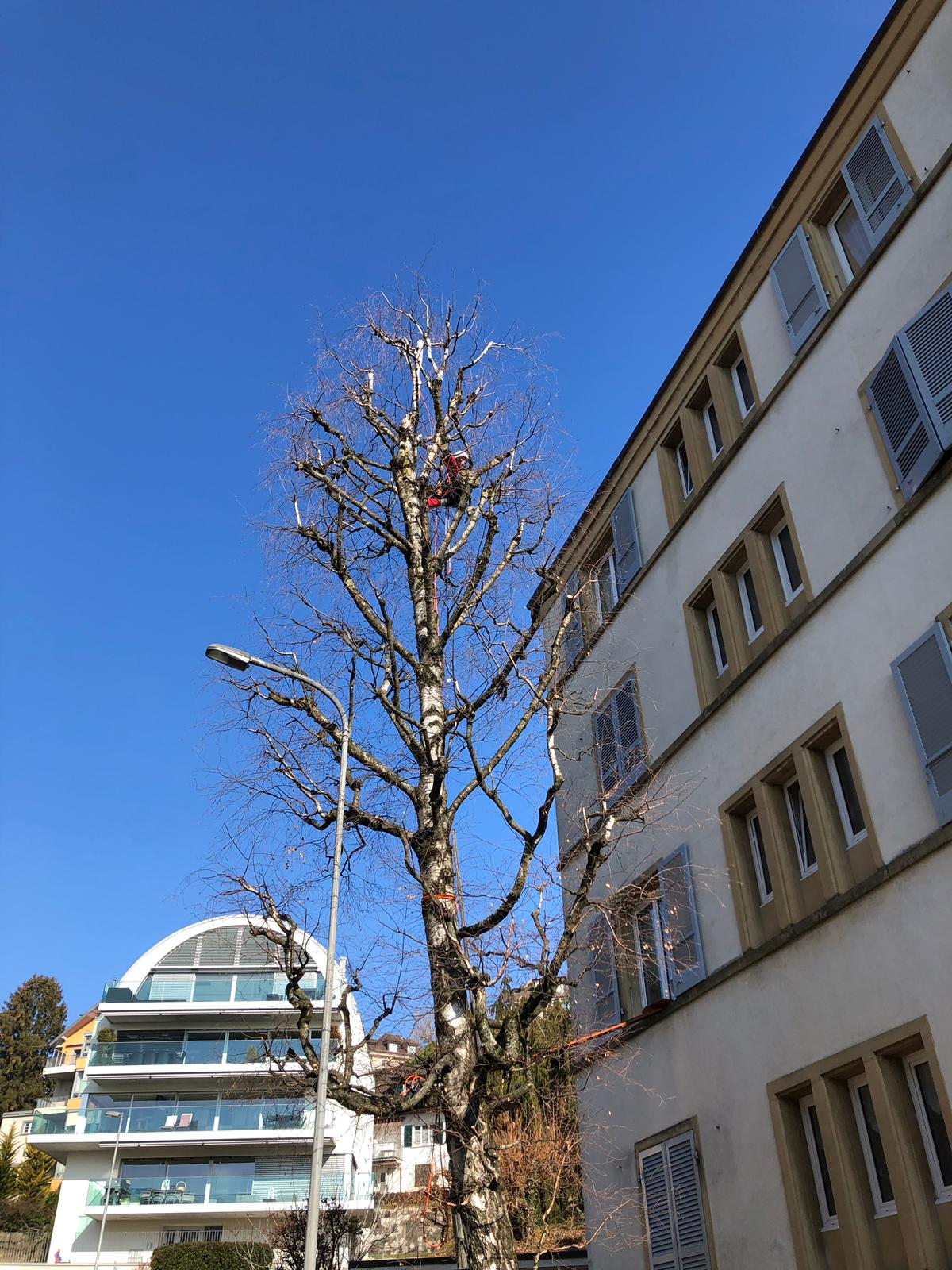 élagage (2)