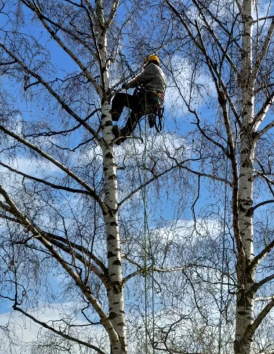 Élagage en harmonie et taille de soin sur bouleau entre deux arbres sous un ciel bleu
