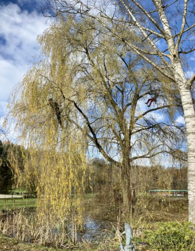 Élagage de soin et taille douce sur un grand saule pleureur à Fribourg