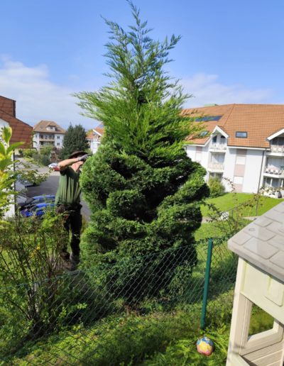 Travaux de taille topiaire de précision : mise en forme esthétique d'un arbre d'ornement