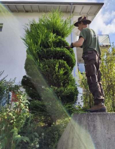 Travaux de taille topiaire de précision : mise en forme esthétique d'un arbre d'ornement vue du bas