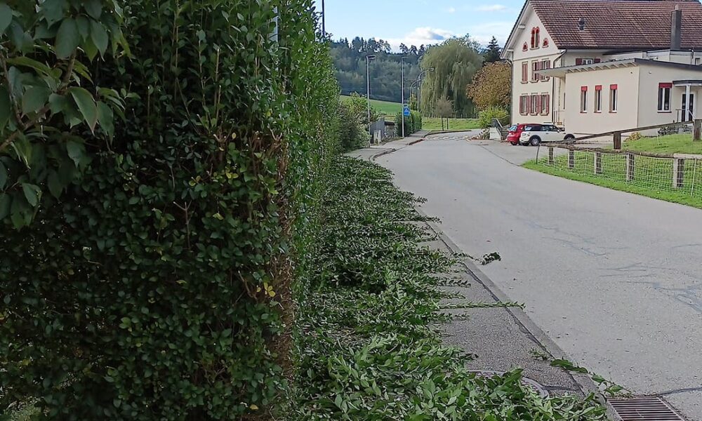 Taille et nettoyage bord de route pendant