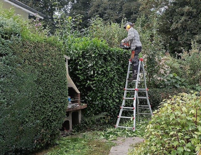 La haie prend forme, l'espace s'ouvre.