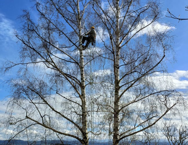 Élagage en harmonie : entre deux arbres, sous un ciel bleu éclatant.